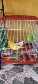 Sugar glider siap sangkar complete