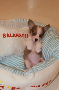 J0857 Corgi Cute Short Legs Puppy