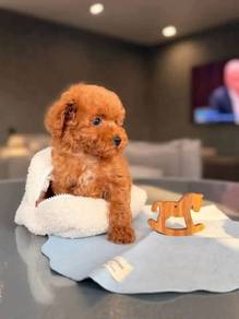 Poodle available 