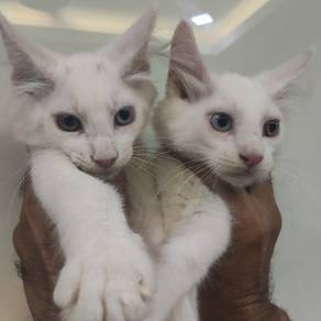 odd eyes kitten 