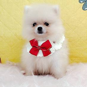 Pomeranian