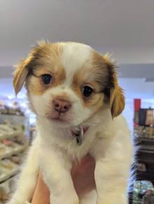 Chihuahua ~5