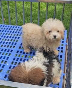 Toy Poodle Puppy