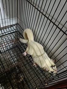 Sugar Glider Mosaic Het Leu Male