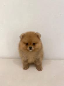 J0829 Pomeranian playful and friendly puppy