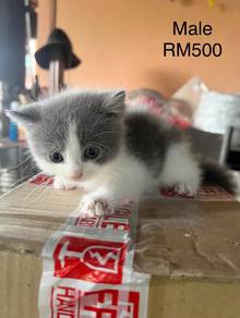 Bsh kitten