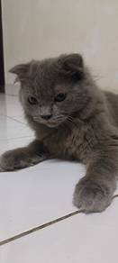 Scottish British Kitten
