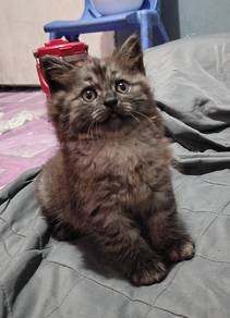 Persian Mix kitten For Rehome with Fee
