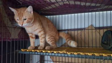 Male Mix Mainecoon Bengal