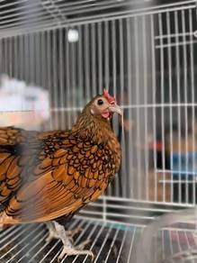 Ayam Batik Gold Betina