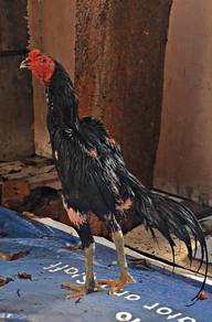 ayam ganoi mix super Green 
