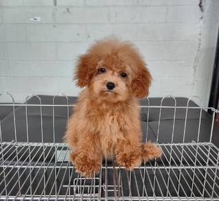 cavapoo puppy14