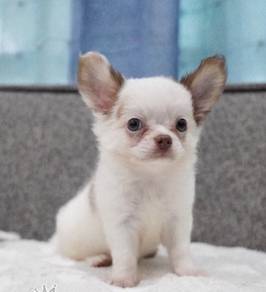 CHIHUAHUA PUPPIES T183 🌷 Head Apple Male