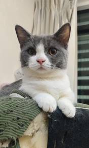 BSH bicolor munchkin