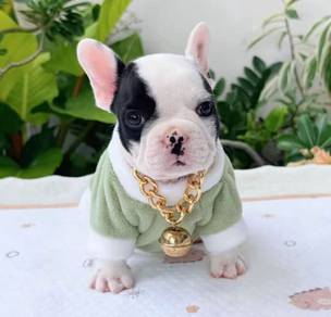 FRENCH BULLDOG PUPPIES VIP122 🌻Cow Pattern