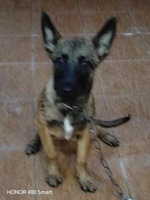 Belgium Shepard/  Malinois