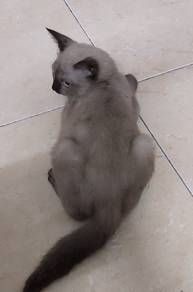Kitten Siam female