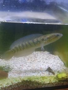 channa asiatica ws 4 - 5 inchi