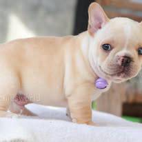 French Bulldog