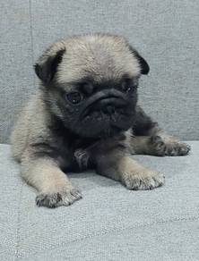 PUG PUPPIES 657 🌻 REHOME Boy~