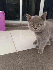 kucing bsh