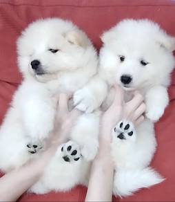 Samoyed puppy imported