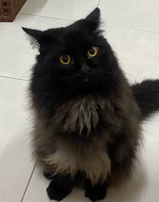 Mating Male Nonstandard Munchkin