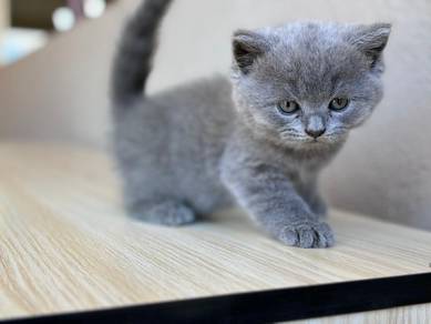 Kitten to Rehome