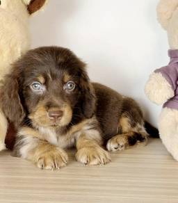 MINIATURE DACHSHUND Puppies D46 🐻 Good-looking M