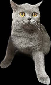 bsh female 