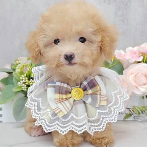 Poodle