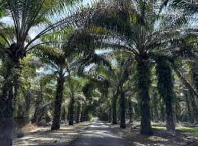 Agricultural Land in Jasin, MLK