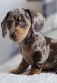F8999 Sniffle-nose Daschund / Premium Sausage / Lo