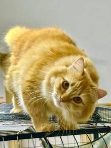 Kucing Siberian Adult Cat