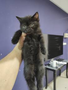 British shorthair