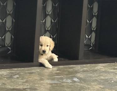 golden retriever 1+ month old
