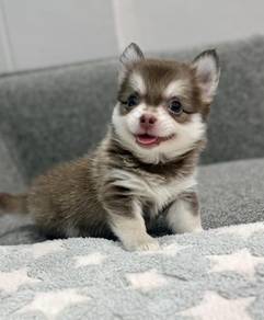 CHIHUAHUA PUPPIES VIP31🌷Head Apple Bonnie Dog