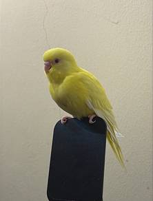 birds burung jinak