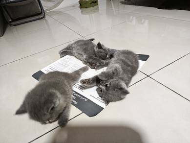 BSH kitten Shah Alam