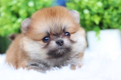 Pomeranian