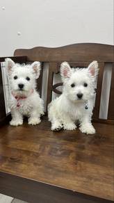 Westie West highland Male & Female Puppies