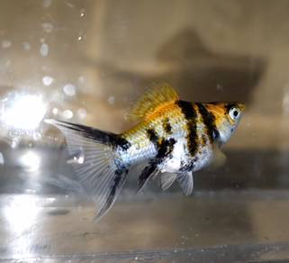 Red-Head Tiger Balloon Molly (Female)