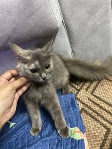 kucing mix American curl 