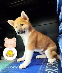 SS10088 Shiba Inu adorable family pet dog