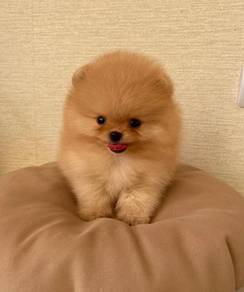 Cuddlesome Pomeranian Tiny Cute Puppy Puppy Dog