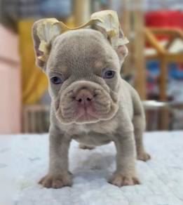 FRENCH BULLDOG PUPPIES FB259🌻Cute Puppy Available