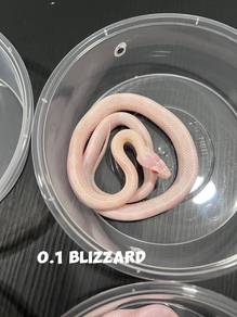 corn snake (blizzard morph)