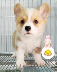 TT31tt Welsh Corgi brown & white haired puppy