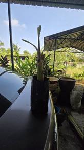 Anak pokok Australian dwarf Cavendish 
