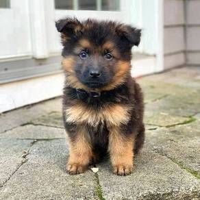 JH3366- GSD German Shepherd cute puppies